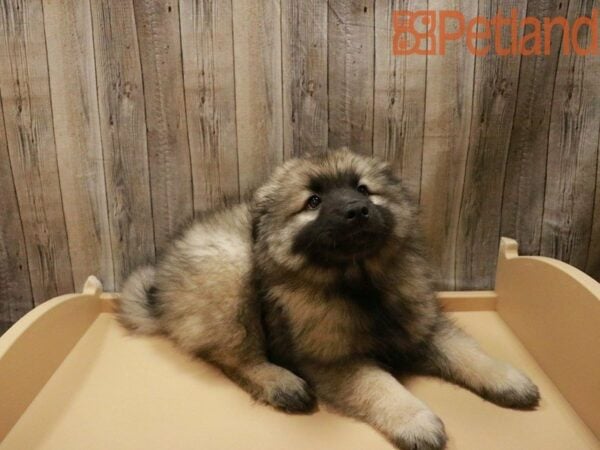 Keeshond DOG Male Black / Silver 27949 Petland Racine, Wisconsin