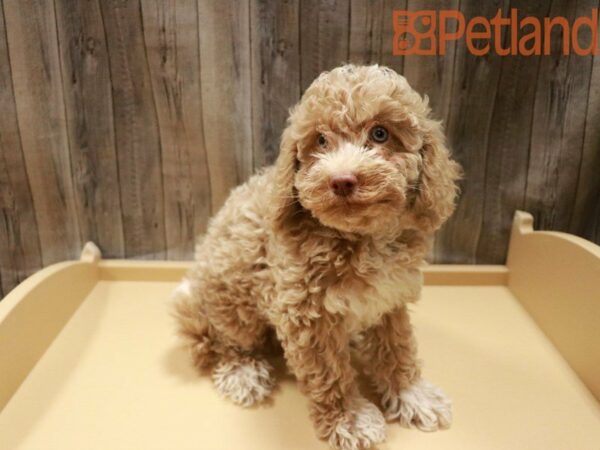 Goldendoodle Mini 2nd Gen DOG Male Light Golden 27948 Petland Racine, Wisconsin