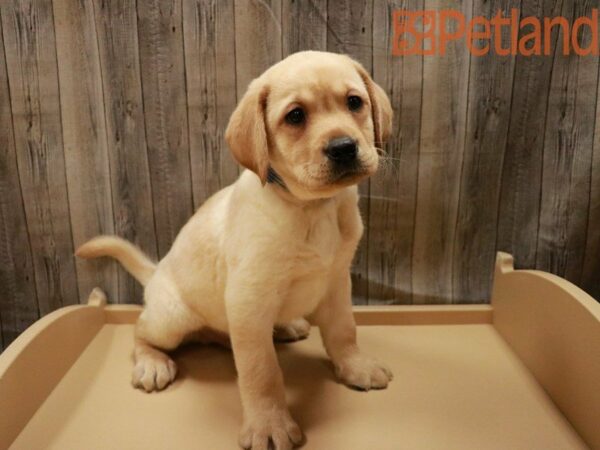 Labrador Retriever-DOG-Male-Yellow-27947-Petland Racine, Wisconsin