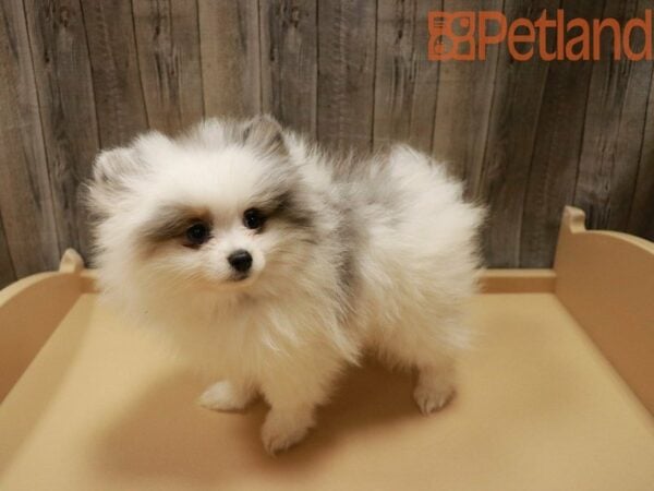 Pomeranian DOG Male Black Merle 27945 Petland Racine, Wisconsin