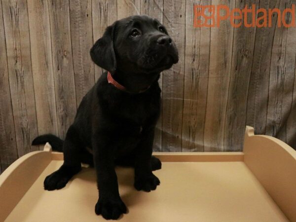 Labrador Retriever DOG Female Black 27944 Petland Racine, Wisconsin