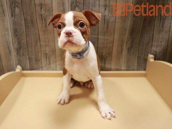 Boston Terrier DOG Male Red / White 27937 Petland Racine, Wisconsin