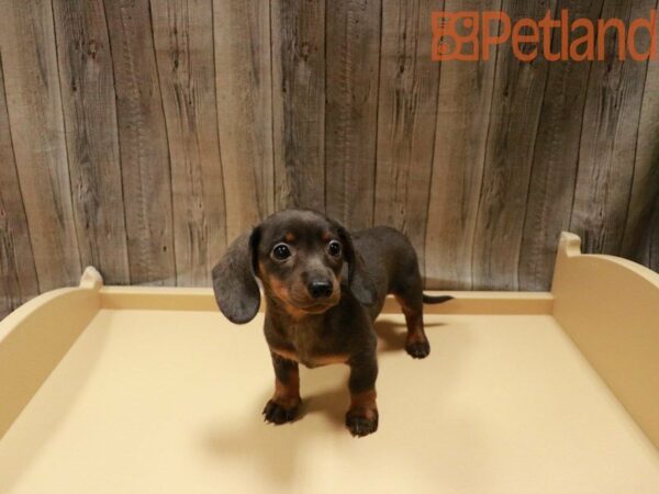 Dachshund DOG Male BLUE/TAN 27936 Petland Racine, Wisconsin