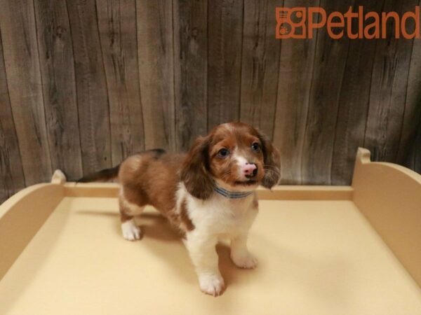 Dachshund-DOG-Male-RED-27934-Petland Racine, Wisconsin