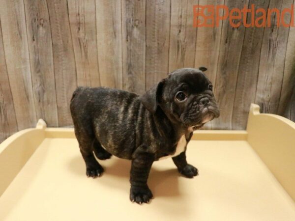 French Bulldog DOG Male BRINDLE 27932 Petland Racine, Wisconsin