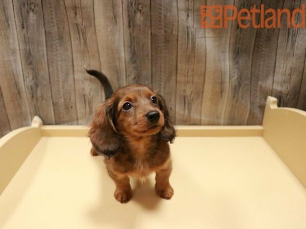 Dachshund DOG Male RED 27935 Petland Racine, Wisconsin