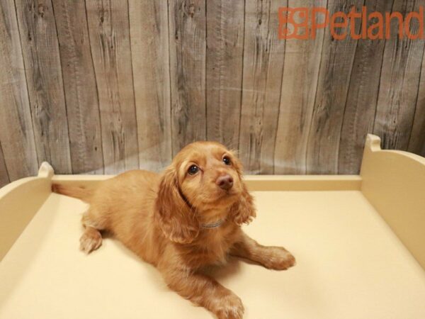 Dachshund DOG Female Red 27941 Petland Racine, Wisconsin