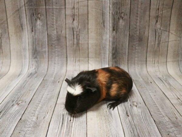 Crested-GUINEA PIG-Male--27928-Petland Racine, Wisconsin