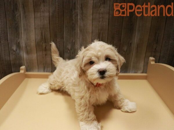 Poodle/Lhasa Apso DOG Female Gold 28009 Petland Racine, Wisconsin