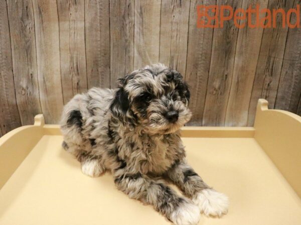 Min Schnauzer-DOG-Male-Blue Merle-28005-Petland Racine, Wisconsin