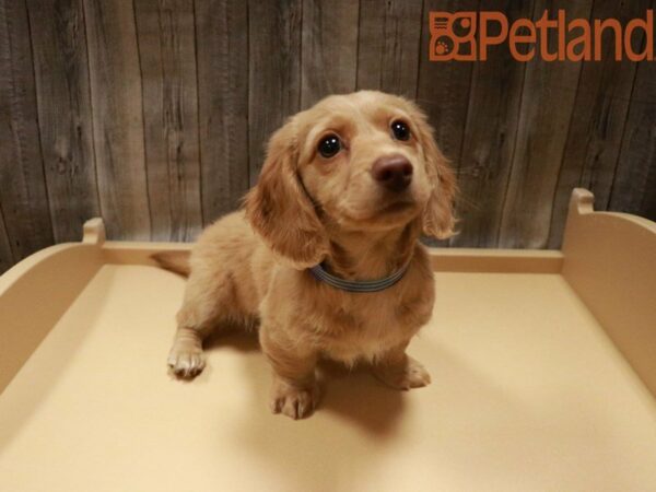 Dachshund DOG Female Red 28003 Petland Racine, Wisconsin