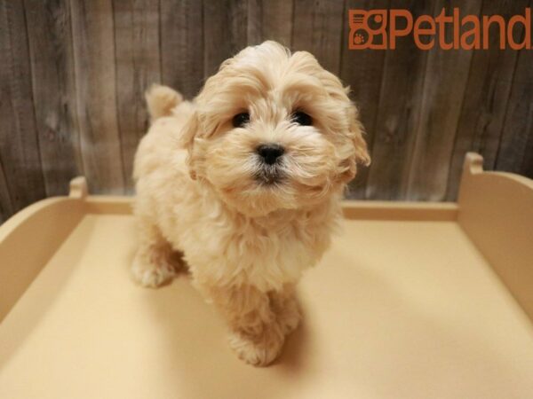 Poodle/Shih Tzu DOG Male Cream 28002 Petland Racine, Wisconsin