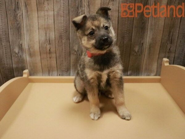 Alaskan Klee Kai/Australian Shepherd-DOG-Female-Black / White-28000-Petland Racine, Wisconsin