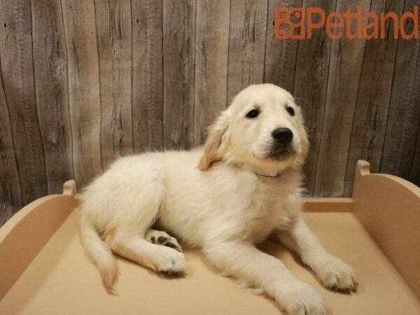 Golden Retriever DOG Male Cream 27996 Petland Racine, Wisconsin