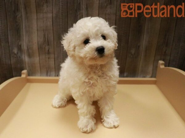 Bichon Frise DOG Female White 27995 Petland Racine, Wisconsin