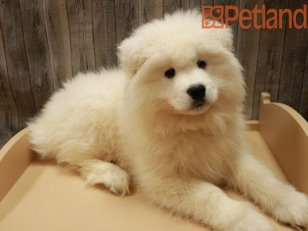 Samoyed DOG Male White 27994 Petland Racine, Wisconsin