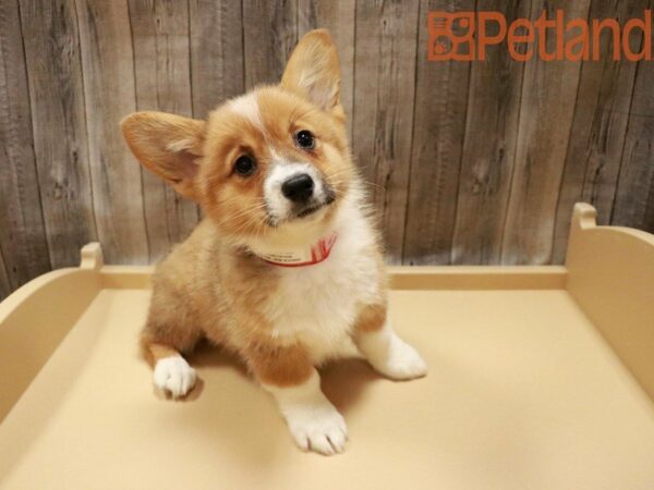 Pembroke Welsh Corgi-DOG-Female-Red / White-27990-Petland Racine, Wisconsin