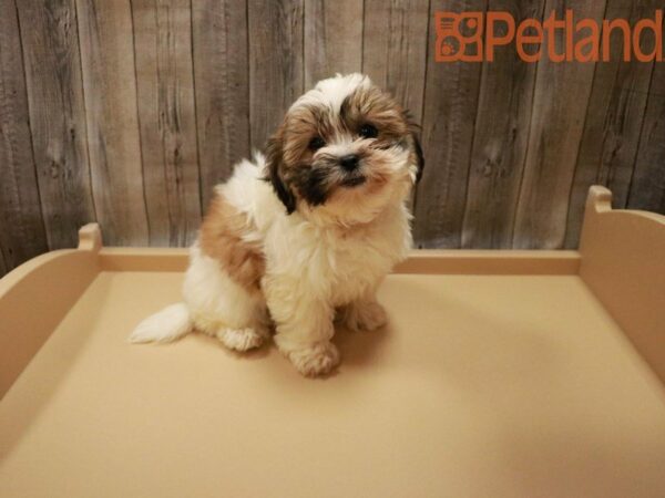 Shih Tzu/Bichon Frise DOG Female Sable / White 27987 Petland Racine, Wisconsin