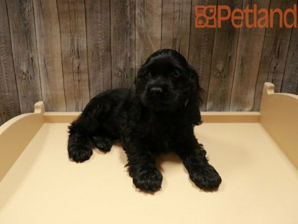 Cocker Spaniel DOG Female Black 27981 Petland Racine, Wisconsin