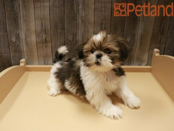 Shih Tzu DOG Female Gold / White 27978 Petland Racine, Wisconsin