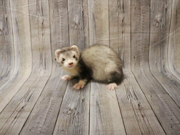 Ferret-FERRET-Male--28010-Petland Racine, Wisconsin