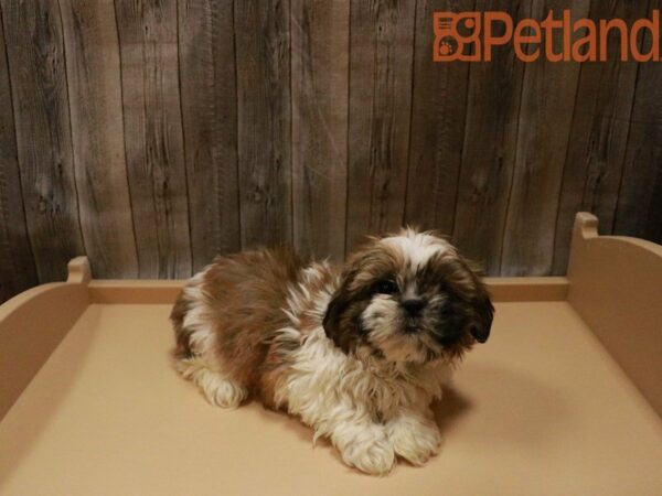 Shih Tzu-DOG-Male--28006-Petland Racine, Wisconsin