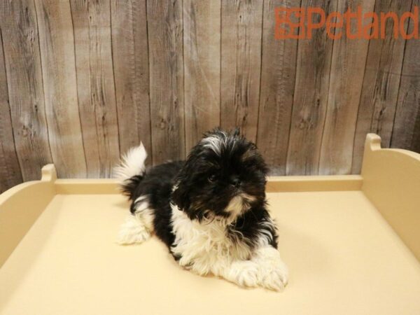 Shih Tzu DOG Male 28004 Petland Racine, Wisconsin