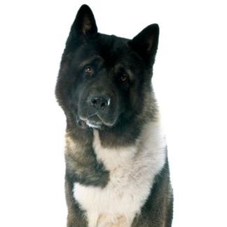 Petland Racine, Wisconsin Akita