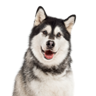 Petland Racine, Wisconsin Alaskan Malamute