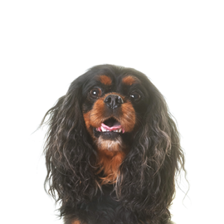 Petland Racine, Wisconsin English Toy Spaniel