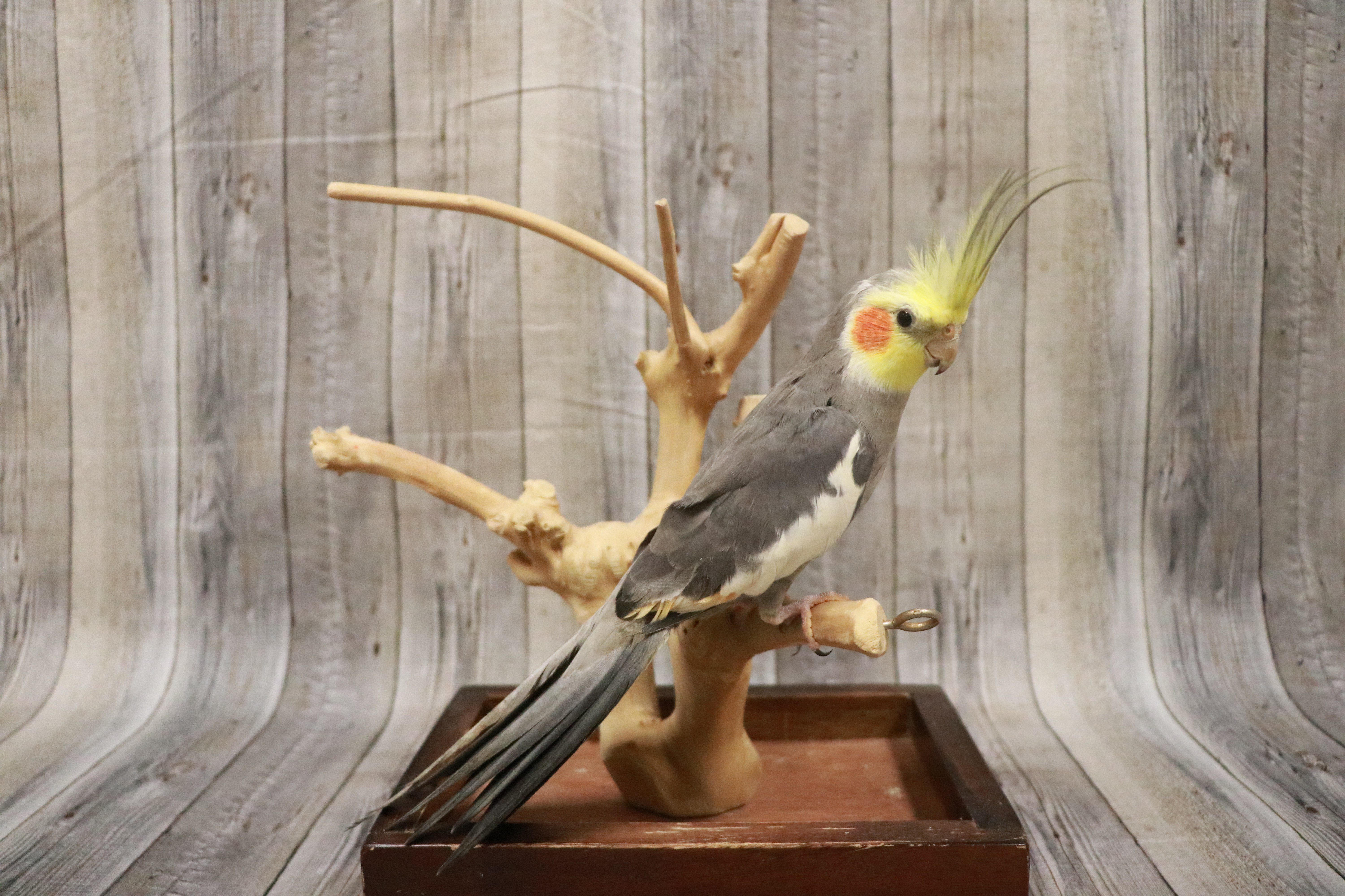 Cockatiel- 27677 Image #1