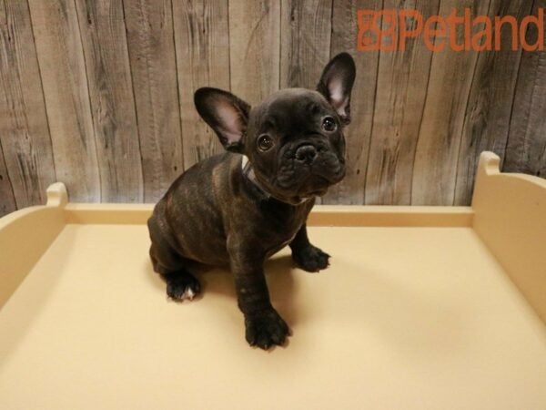 French Bulldog DOG Female Brindle 27784 Petland Racine, Wisconsin