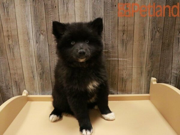 Alaskan Klee Kai/ American Eskimo Dog DOG Male Black / White 27890 Petland Racine, Wisconsin