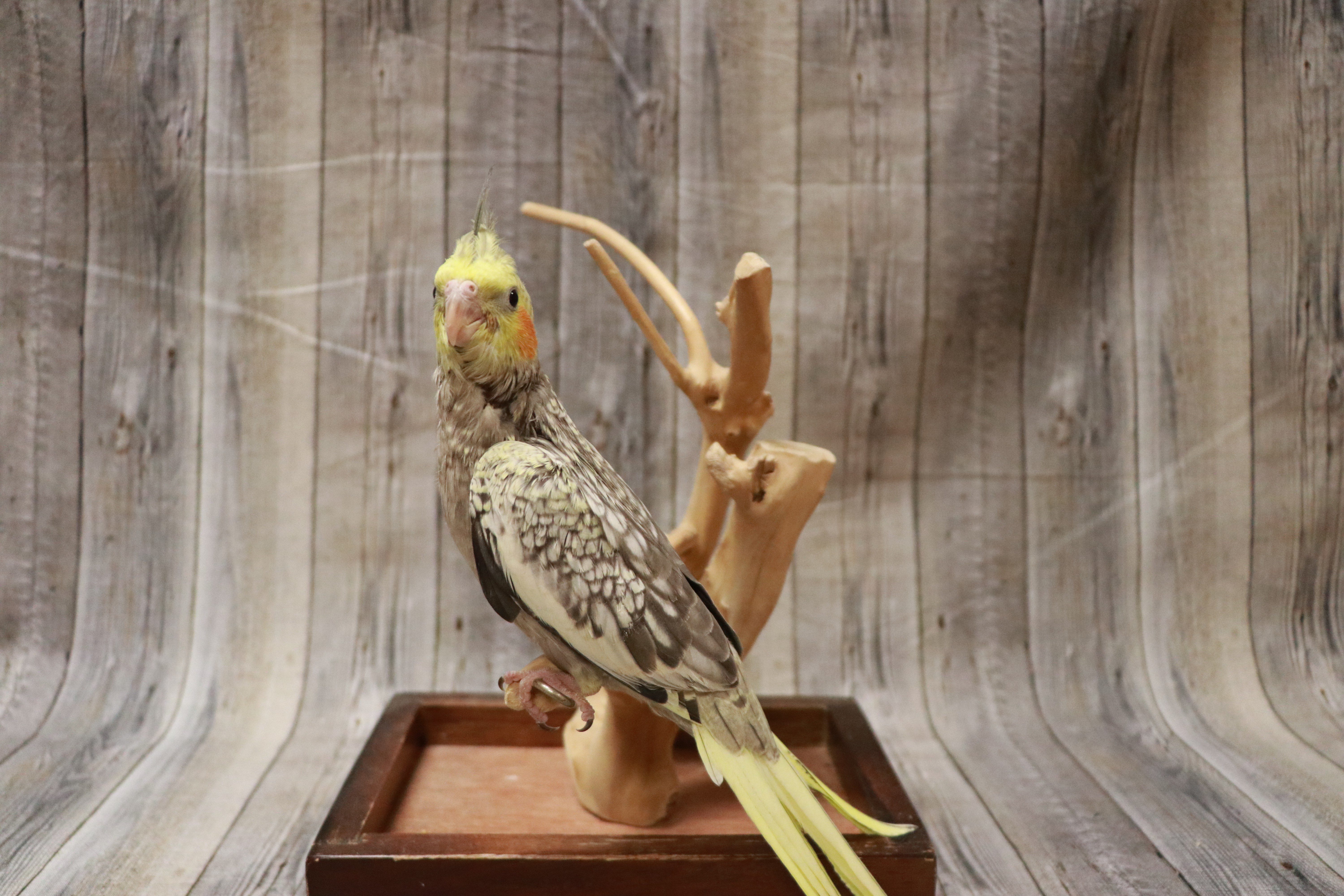 Cockatiel- 27894 Image #1