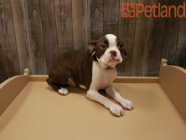 Boston Terrier DOG Female Red / White 28036 Petland Racine, Wisconsin