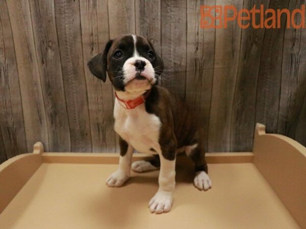 Boxer DOG Male Brindle 28027 Petland Racine, Wisconsin