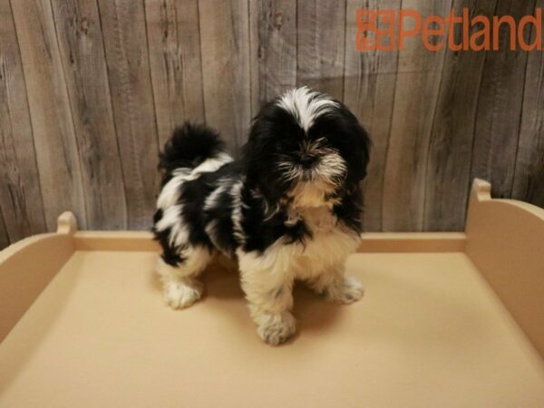 Shih Tzu DOG Female Black / White 28024 Petland Racine, Wisconsin