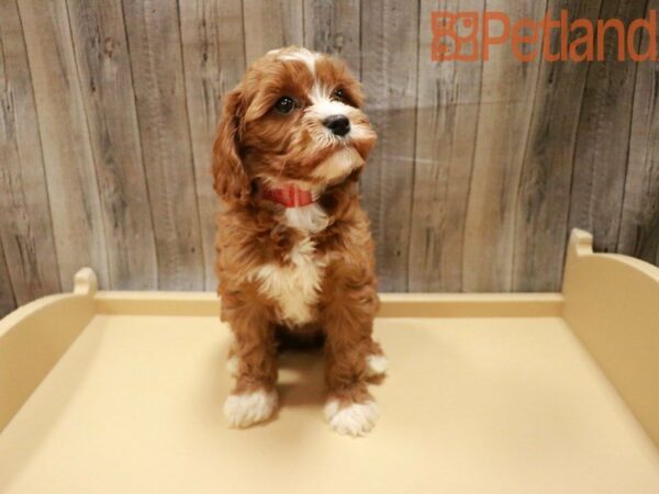 Cavapoo DOG Female Red 28018 Petland Racine, Wisconsin