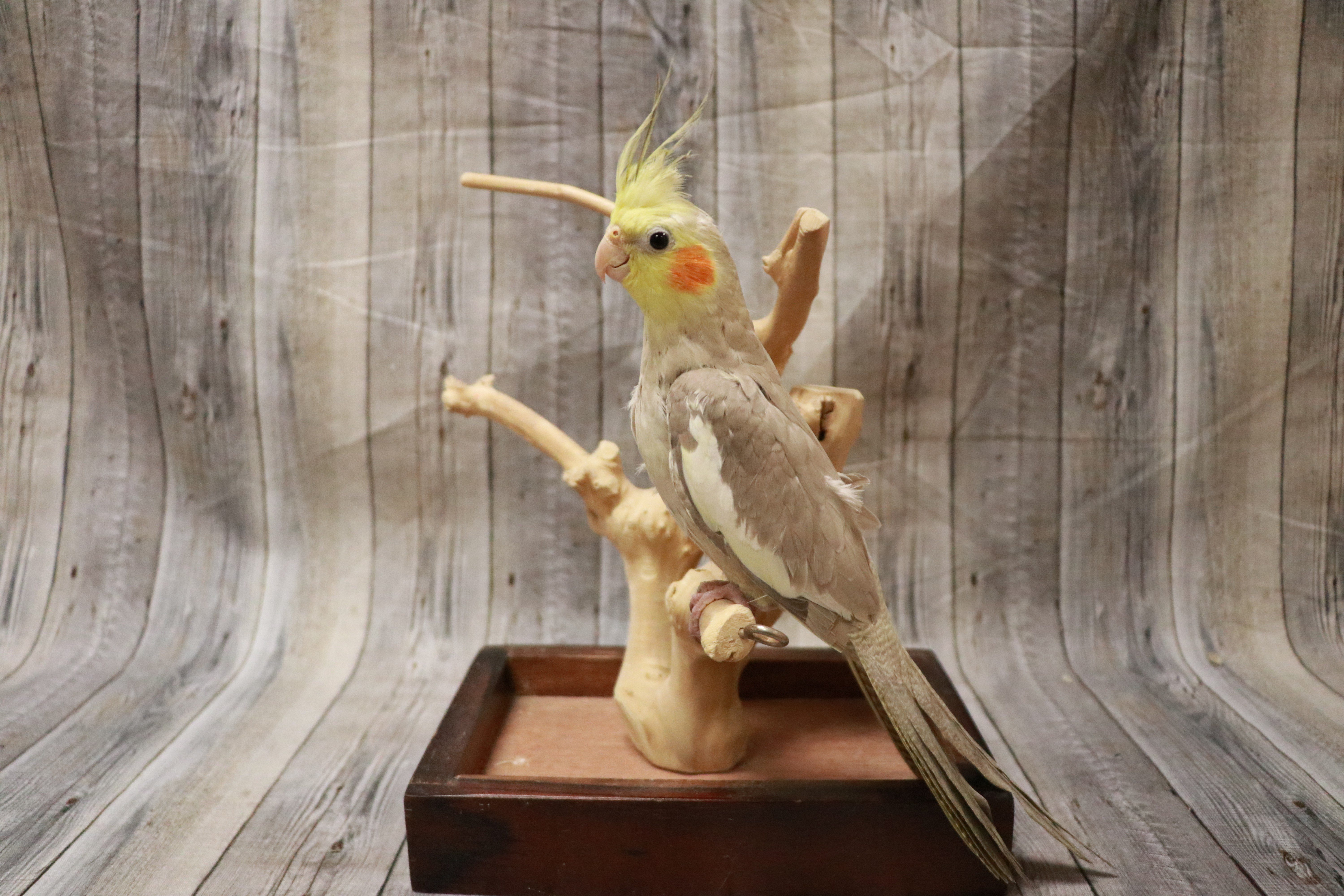 Cockatiel- 28044 Image #1