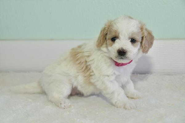 Goldendoodle Mini 2nd Gen (F) 28270 Image #3
