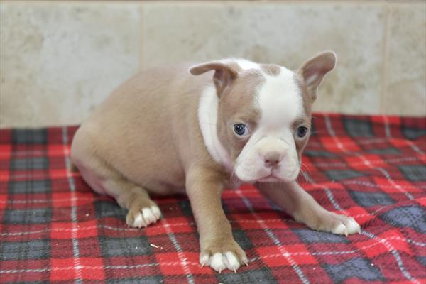 Boston Terrier (F) 28264 Image #3