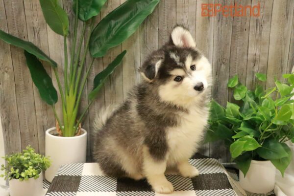 [#221040-03] Black / White M Pomsky Puppies For Sale