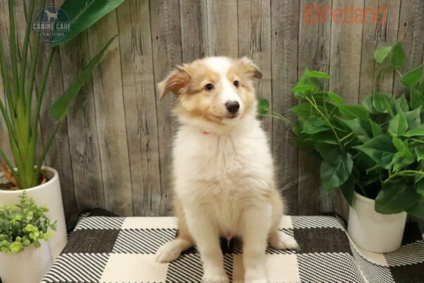 [#224984-04] Merle M Shetland Sheepdog Puppies For Sale