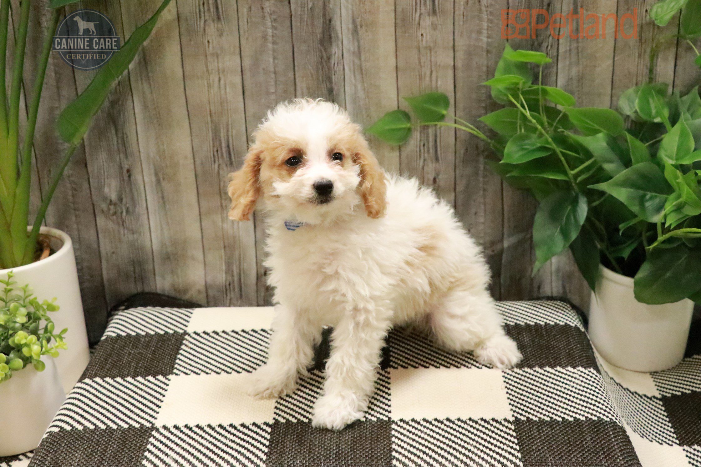 Goldendoodle Mini 2nd Gen (F) 28270 Image #1