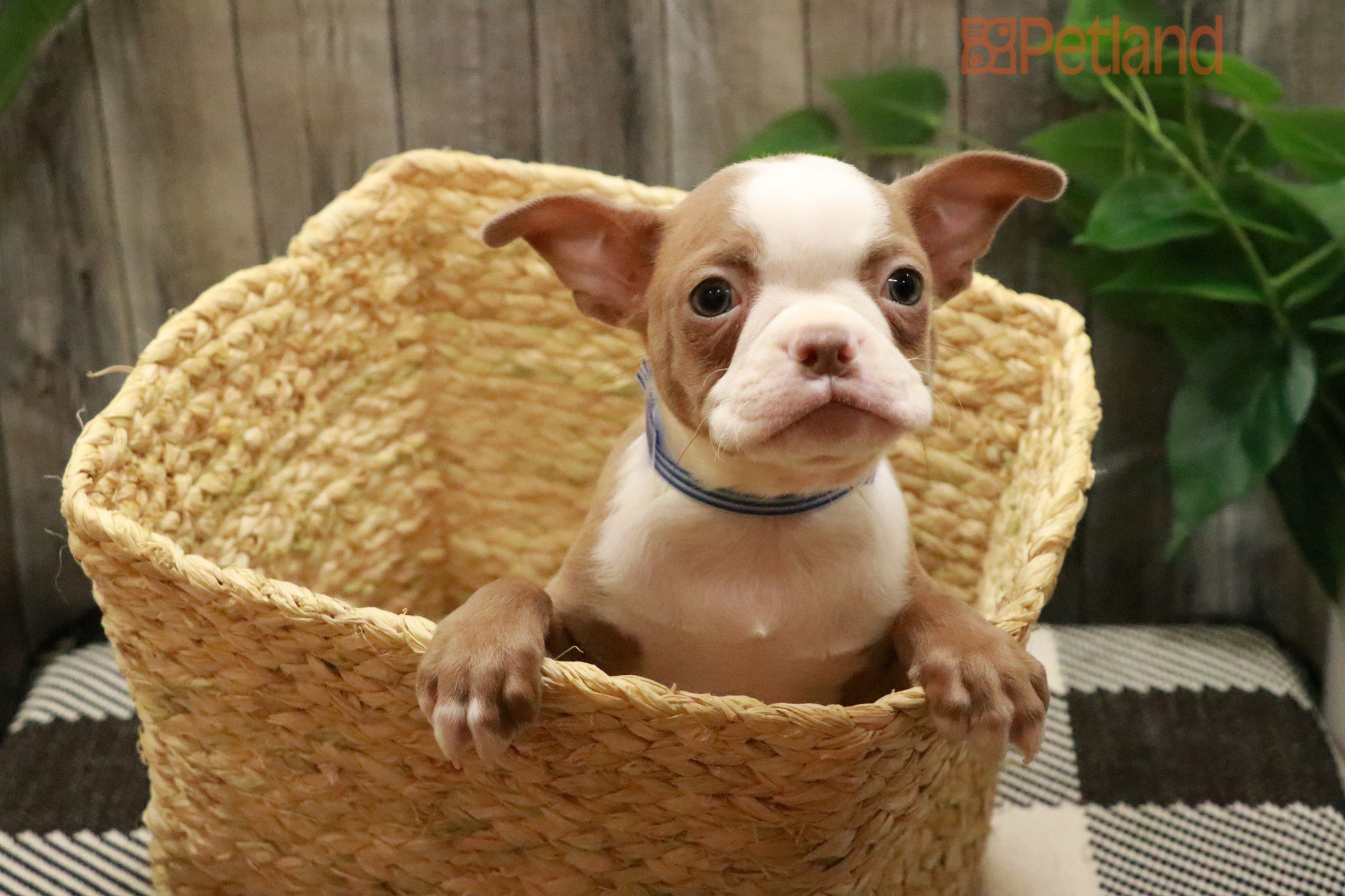 Boston Terrier (F) 28264 Image #1