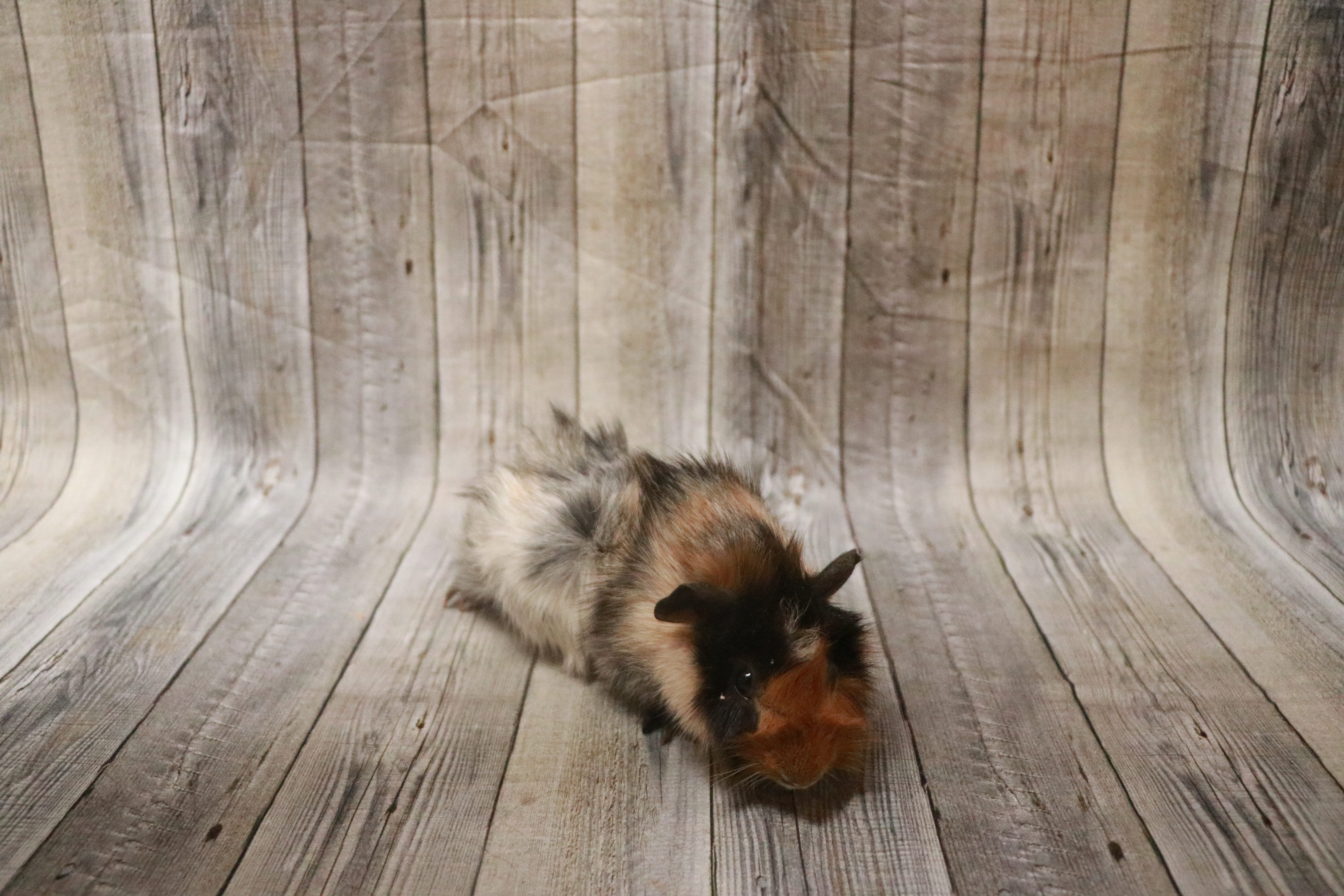 Abyssinian Guinea Pig-28164 Image #1