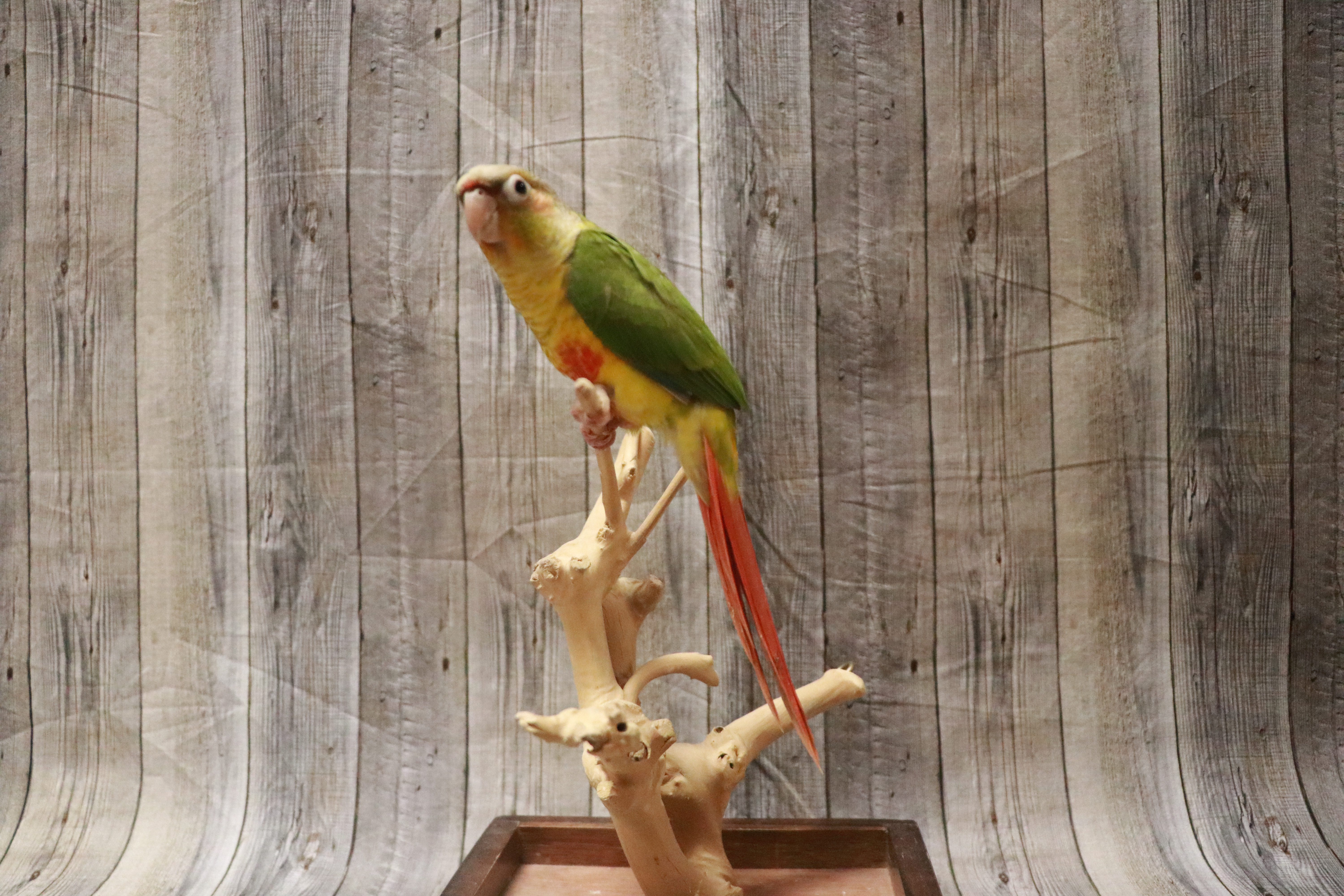 Pineapple Green Cheek Conure-28172 Image #1