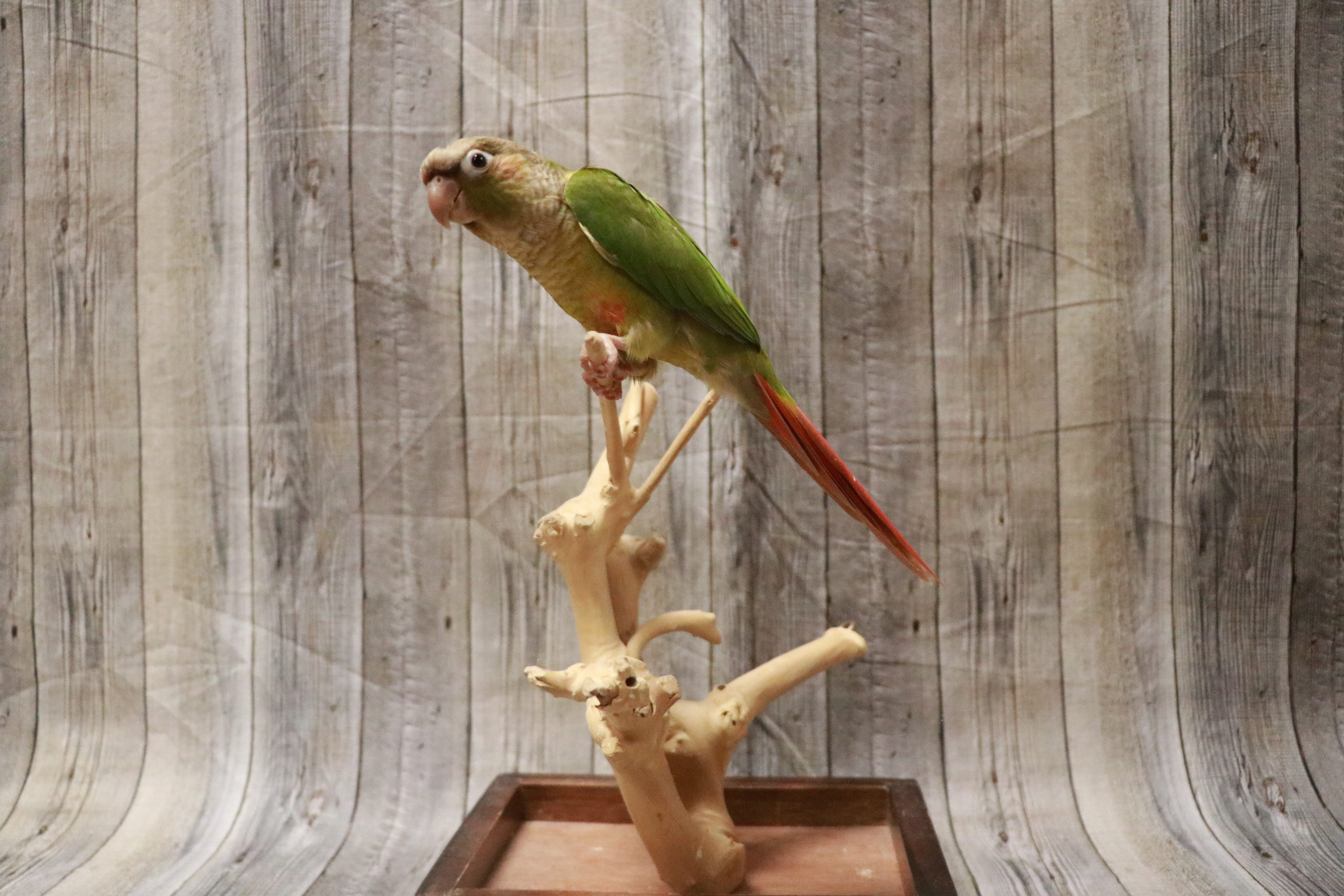 Pineapple Green Cheek Conure-28173 Image #1