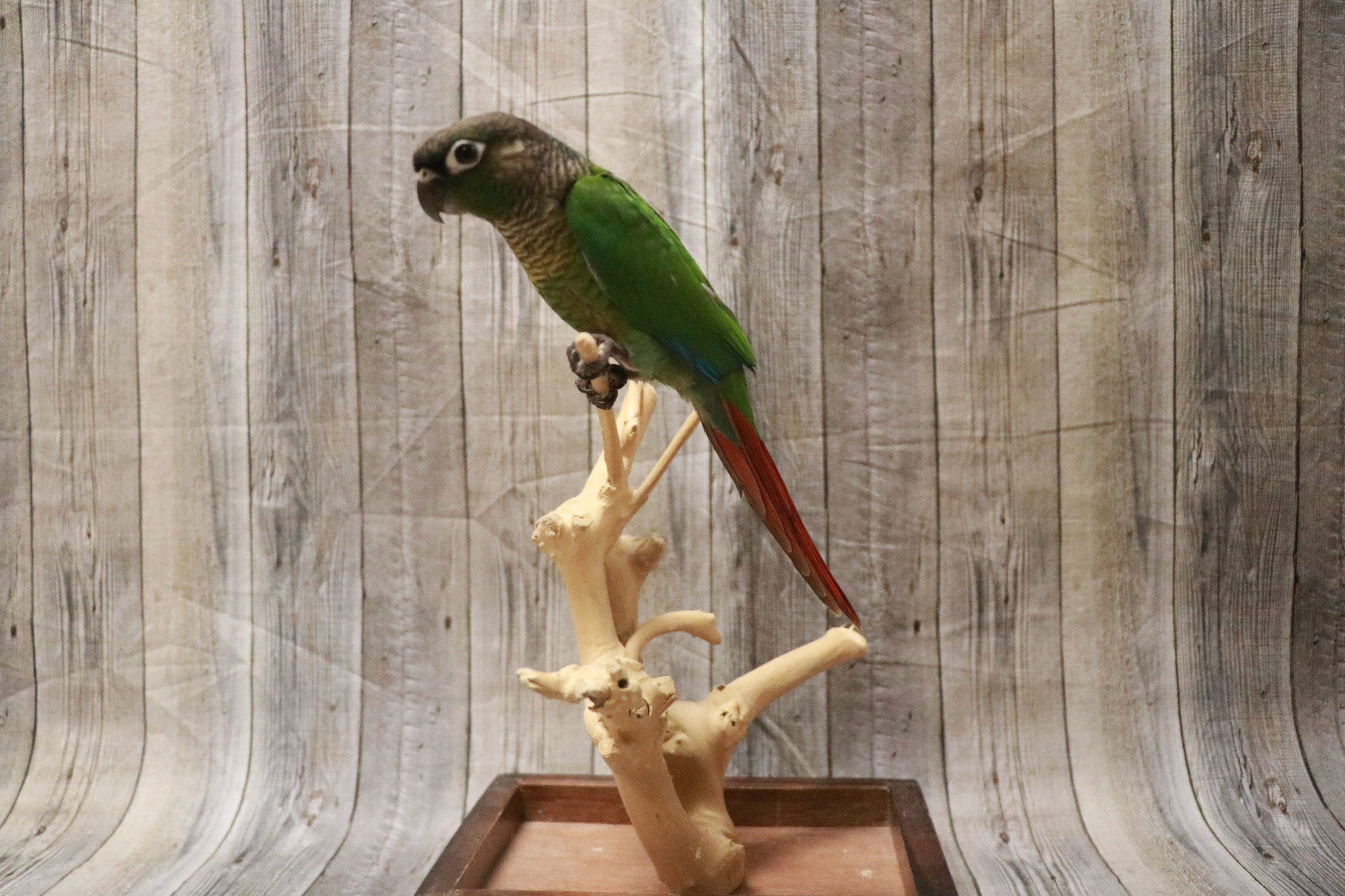 Green Cheek Conure-28160 Image #1