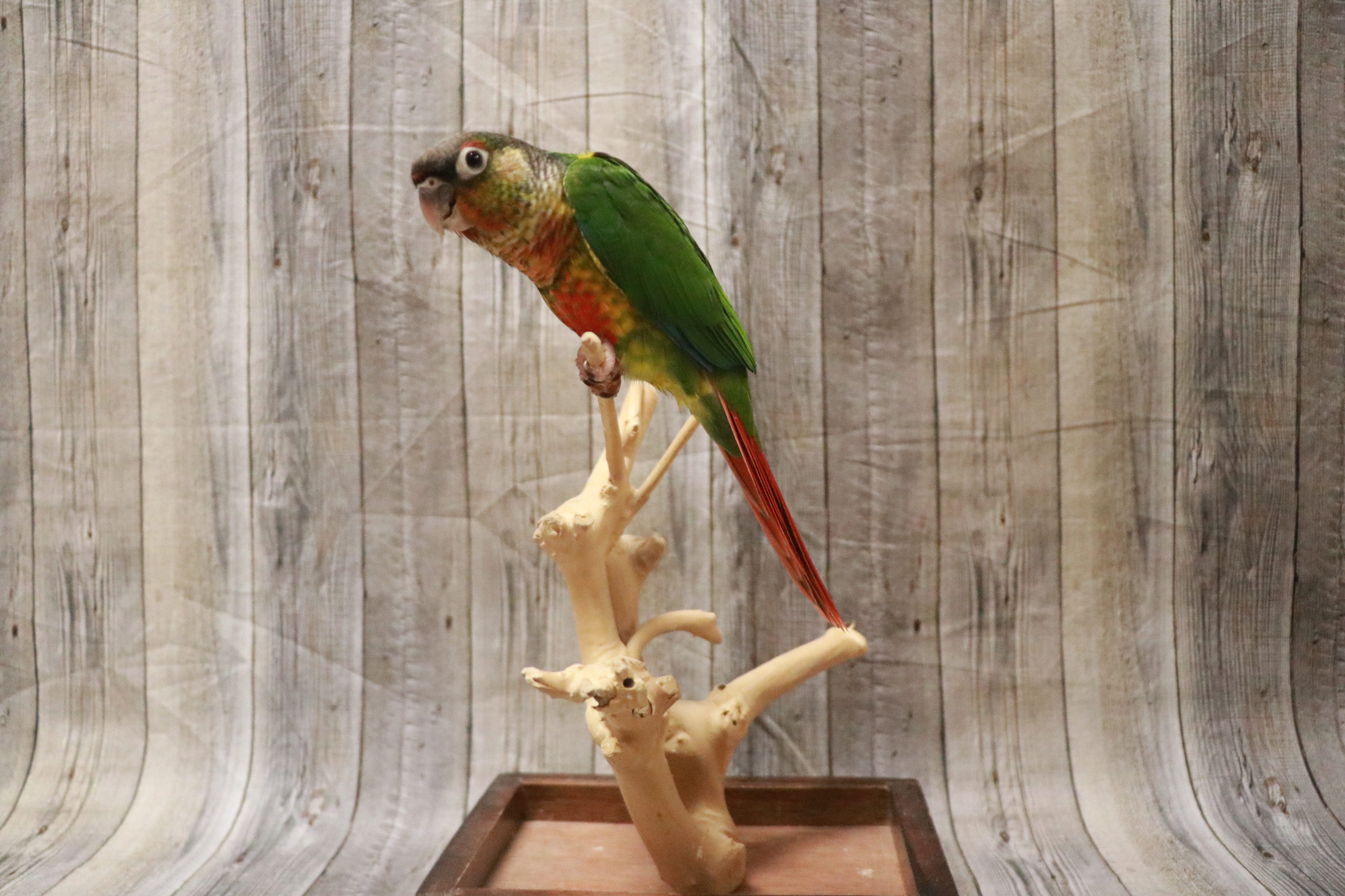 Yellow Sided Green Cheek Conure-28162 Image #1